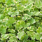 Moerings Hydrocotyle sib. Variegata | Bonte Waternavel | In 11x11CM Mand