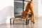 Designed by Lotte Karinto - Dinerset Hond - Hout/metaal - incl. 2 RVS bakjes - 56x28x18 cm