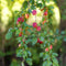 Plant in a Box - Mix van 4 zuilvormige fruitbomen - Prunus - Pyrus - Malus - Pot 9cm - Hoogte 60-70cm