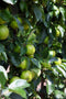 ECOStyle Vinassekali Organische Meststof - Vuor Kaliumtekort - Voor Moestuin, Siertuin en Fruit - Hoger Weerstand tegen Droogte & Vorst - 15M² - 800 GR