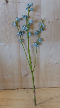Kerstgroen Eucalyptus tak decoratie