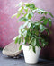 Elho Loft Urban Rond 60 - Grote Bloempot - Waterreservoir - 100% Gerecycled Plastic - Ø 58.0 x H 54.0 cm - Wit