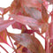 Easy grow 3 alternanthera cardinalis variegata