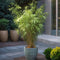 Plant in a Box - Fargesia Grex - Set van 6 blauwe bamboe - Winterharde niet-invasieve bamboe - Pot 13cm - Hoogte 30-40cm