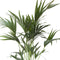 Kentia Palm – ↨ 110cm – ⌀ 21cm