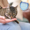 Beaphar tandbescherming traktatie voor katten - 35 g