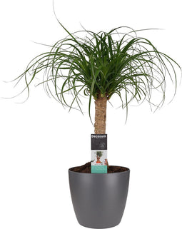 Beaucarnea Recht met Elho brussels antracite ↨ 55cm - hoge kwaliteit planten