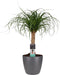 Beaucarnea Recht met Elho brussels antracite ↨ 55cm - hoge kwaliteit planten