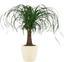Beaucarnea Recht met Elho brussels soap ↨ 55cm - hoge kwaliteit planten
