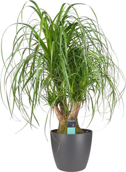 Beaucarnea Vertakt met Elho brussels antracite ↨ 80cm - hoge kwaliteit planten