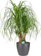 Beaucarnea Vertakt met Elho brussels antracite ↨ 80cm - hoge kwaliteit planten