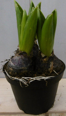 Firenze Bloemenatelier - 2x Hyacint - Hyacinthus - Blauw -↑16-22cm Ø12cm