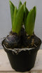 Firenze Bloemenatelier - 2x Hyacint - Hyacinthus - Blauw -↑16-22cm Ø12cm
