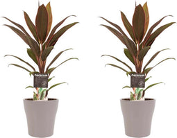 Decorum Duo 2x Cordyline Rumba met Anna taupe – ↨ 40cm – ⌀ 12cm