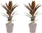 Decorum Duo 2x Cordyline Rumba met Anna taupe – ↨ 40cm – ⌀ 12cm