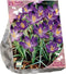 Bees & Butterflies - Crocus Tommasinianus per 25| Bloembollen | Flower bulbs | Najaarsbloeier |Bulb les fleurs