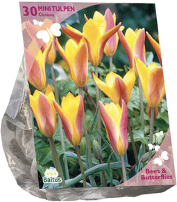 Bees & Butterflies - Tulipa Clusiana var. Chrysantha per 30