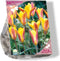 Bees & Butterflies - Tulipa Clusiana var. Chrysantha per 30