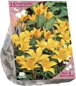 Bees & Butterflies - Tulipa Kolpakowskiana per 25