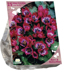 Bees & Butterflies - Tulipa Little Beauty per 25