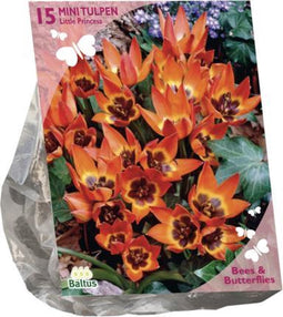 Bees & Butterflies - Tulipa Little Princess per 15