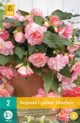 Begonia cascade florence - 2st - Bloembollen - JUB Holland