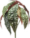 Begonia maculata bush 33 cm /12lvs kunstbloem zijde nepbloem