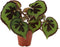 Begonia Masoniana Mountain ↨ 30cm - hoge kwaliteit planten