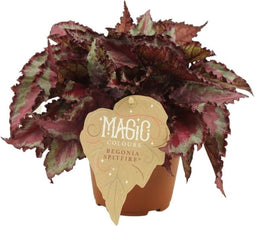 Begonia rex Spitfire ↨ 25cm - hoge kwaliteit planten