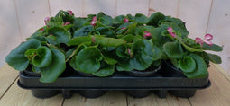 Begonia's per bak 12 stuks roze