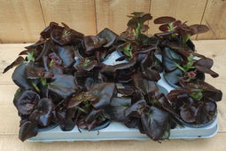 Begonia's per bak 12 stuks wit