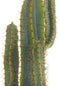 Beliani CACTUS - Kunstplant - Groen - Kunststof