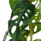 Beliani KIAMA - Kunstplant - Groen - 53 cm - Synthetisch
