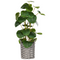 Beliani KIBETI - Kunstplant - Groen - 55 cm - Synthetisch
