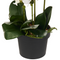 Beliani NIOKA - Kunstplant - Wit/Groen - 63 cm - Synthetisch