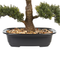 Beliani PINE - Kunstplant - Groen - 44 cm - Synthetisch materiaal