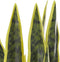 Beliani SNAKE PLANT - Kunstplant - Groen - Kunststof