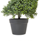 Beliani SPIRAL TREE - Kunstplant - Groen - 158 cm - Synthetisch
