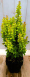 Berberis groengeel 40 cm