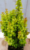 Berberis groengeel 40 cm