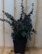 Berberis Rood 30 cm