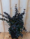 Berberis Rood 30 cm
