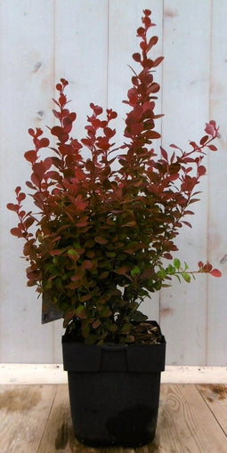 Berberis rood 40 cm