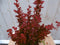 Berberis rood 40 cm