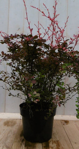 Berberis rood 70 cm
