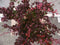 Berberis rood 70 cm