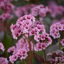 Bergenia cordifolia | 1 stuk | groenblijvende vaste plant | wintergroen | Schaduwplant | tuinplant schaduw | Bodembedekker | vermijd onkruid | grondbedekker | 11x11 cm Kwekerspot | winterhard | Roze
