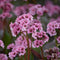 Bergenia cordifolia | 1 stuk | groenblijvende vaste plant | wintergroen | Schaduwplant | tuinplant schaduw | Bodembedekker | vermijd onkruid | grondbedekker | 11x11 cm Kwekerspot | winterhard | Roze