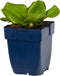 Bergenia cordifolia | 1 stuk | groenblijvende vaste plant | wintergroen | Schaduwplant | tuinplant schaduw | Bodembedekker | vermijd onkruid | grondbedekker | 11x11 cm Kwekerspot | winterhard | Roze