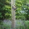 BEST FOR BIRDS | Best For Birds Pindakaas Vogelhuisje Oud Hout
